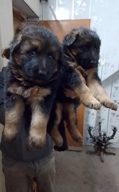German Shepherd and 03244911352 WhatsApp