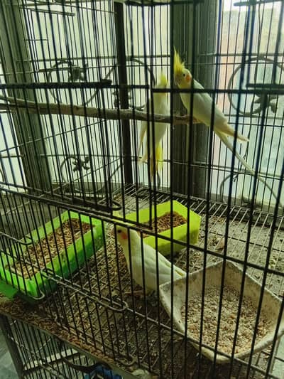 coctail white  pair with chiks