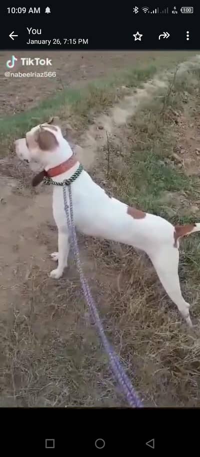 bully gultair dog urgnet sale