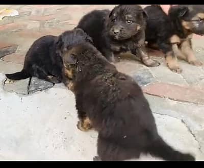 German papei available 1 male 2 females