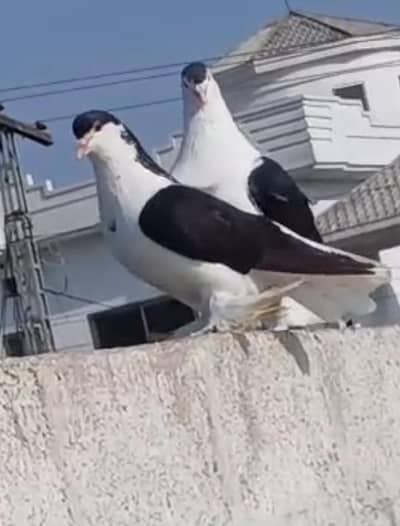 black sherazi/ silver sherazi/black tail