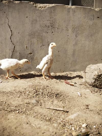 GERMAN WHITE O SHAMO CHICKS WHATSAPP NO 03168035881