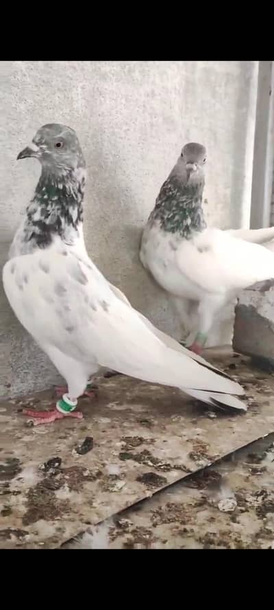 piplan waly quality pair for sale