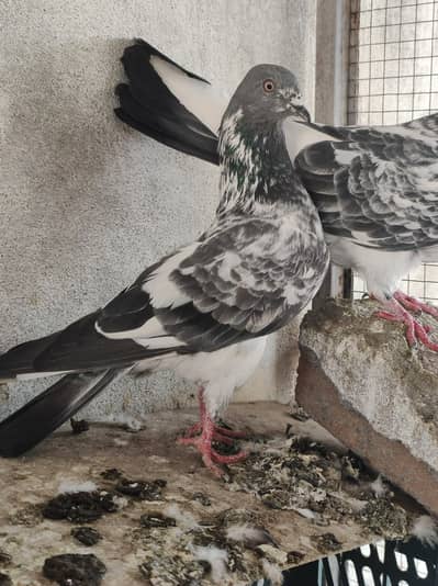 piplan waly quality pair for sale