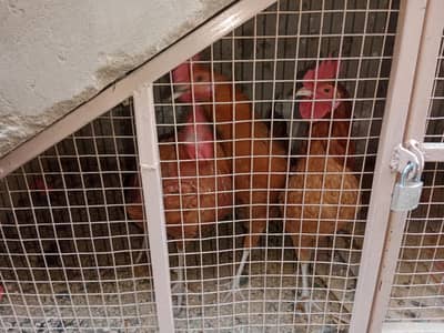 Desi murgha or 2 murgia pair he 3 ka