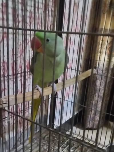 Wildlife Rigester Raw parrot