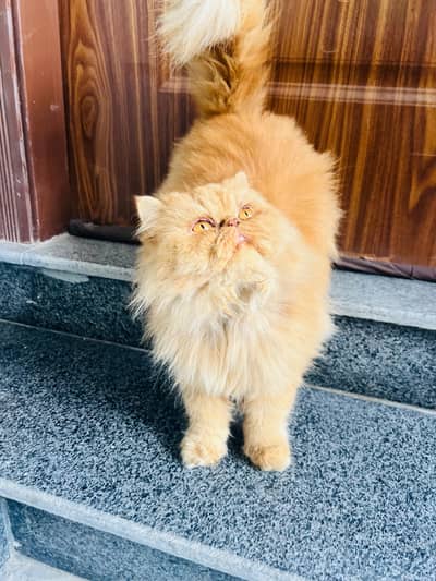 Piki bloodline female Persian Cat Available for sale