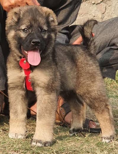 Alabai Dog|King Alabai |Alabai puppy|Alabai |Alabai male puppy