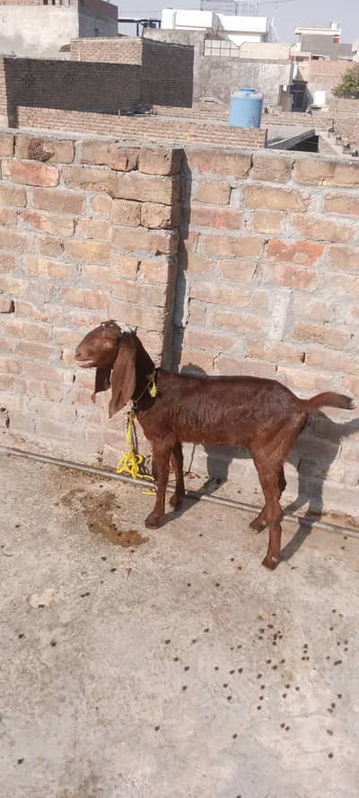 nagri female 5 month age
