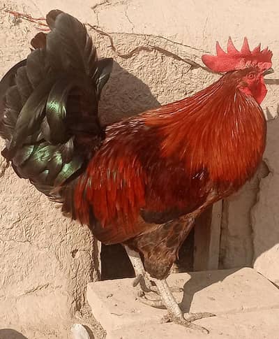 Achi Nasal ka Shandaar Lal Murgha - Multan City