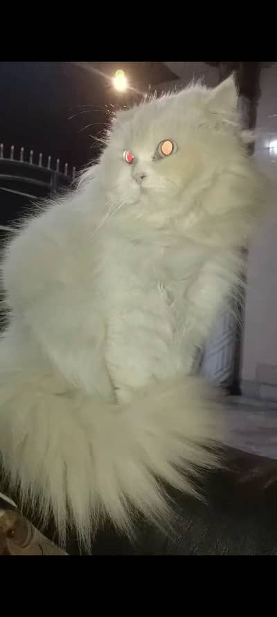 Persian cat active and healthy Triple coat. .
