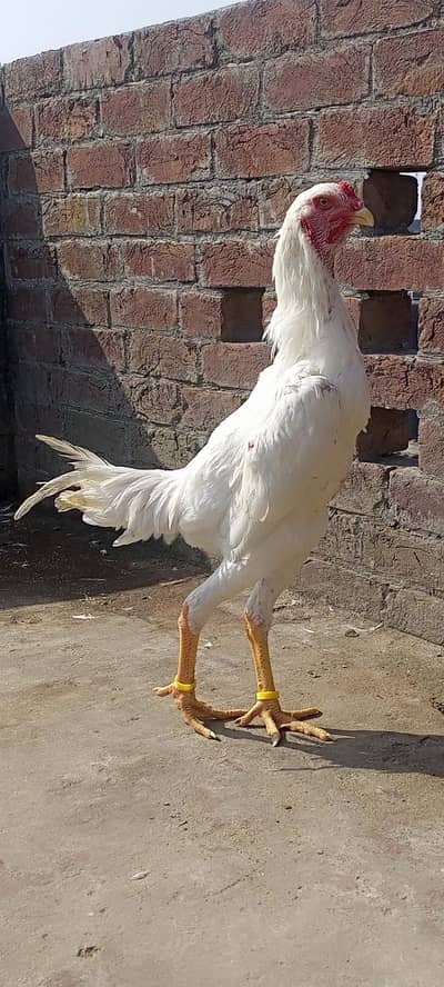 white o Shamo top quality for sale