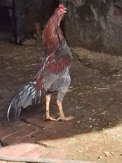 Aseel murga for sale