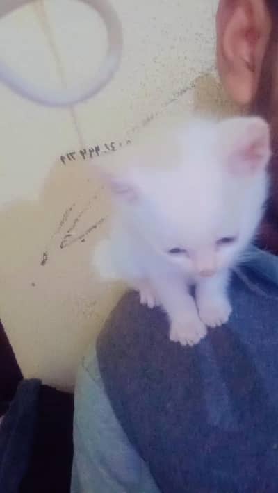 Persian double coat cat for sell