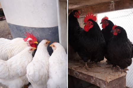 Pure Small Bantam Chickens for Sale | Healthy & Beautiful Breed