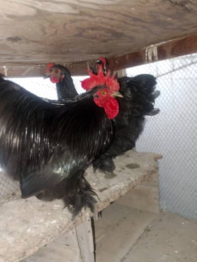 Pure Small Bantam Chickens for Sale | Healthy & Beautiful Breed