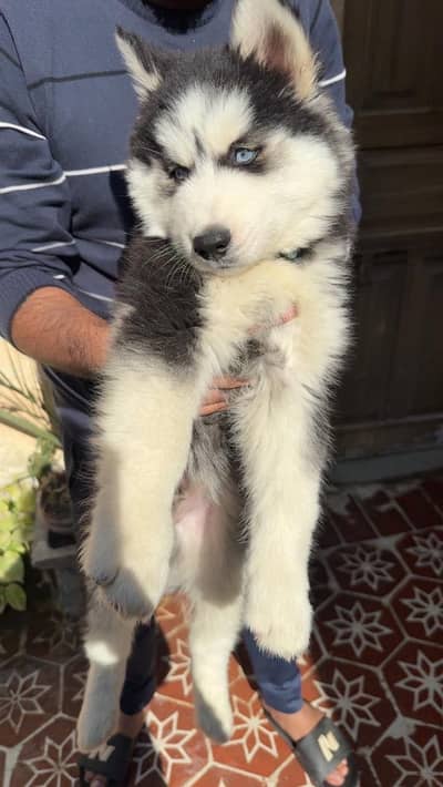 Siberian Husky TOP quality Wolly coat.