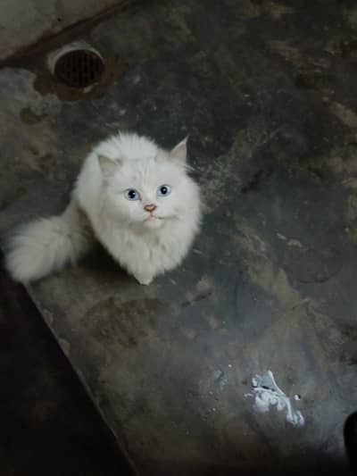 Persian Beautiful Cat