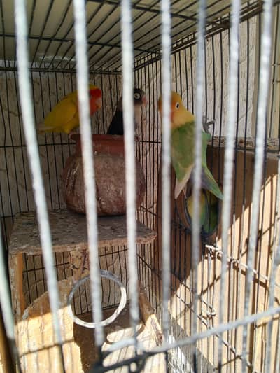 lovebirds Fisher breeder
