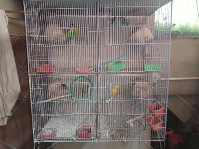 Lutino Red Eye, Fisher,  Color Love Birds, Blue Personata