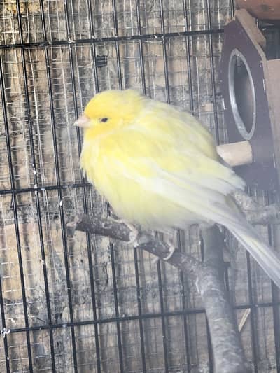 Canary breeder pair