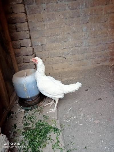 Heera femail  white nok nail  and eyes  03037833845