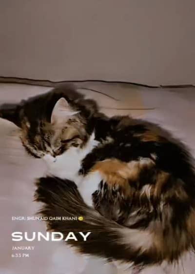 triple coat persian kitten (punch face) -female