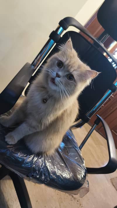 golden brown Persian cat | Neutered | easy to tame