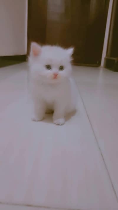 Persian cat