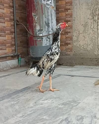 Cheena Aseel Murga Patha 0320414322