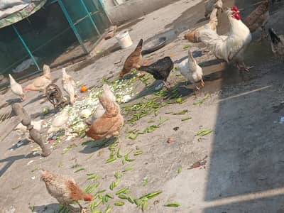 Home-Made Desi Hens for Sale – Fresh & Healthy (Lahore)