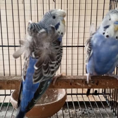 ENGLISH HOGOROMO BUDGIE'S
