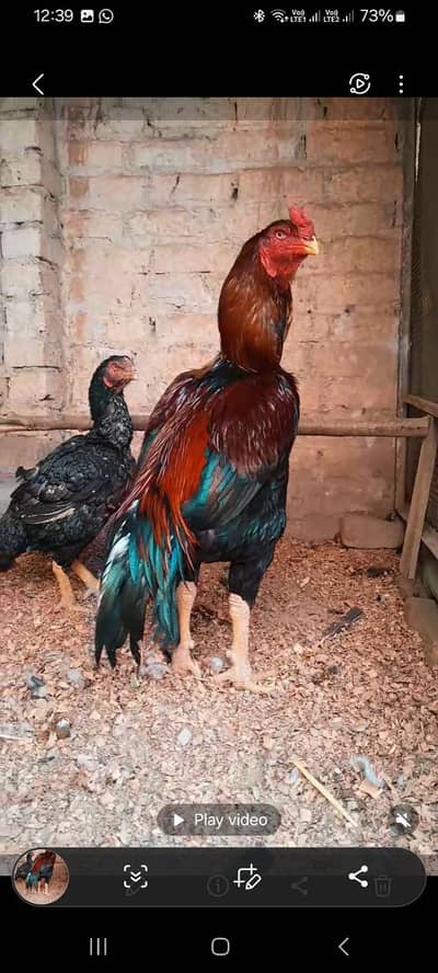 Aseel whole setup  best offer