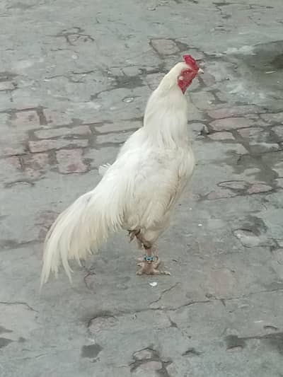 *Pure Aseel heera | golden buff hen pair /white paper heera*