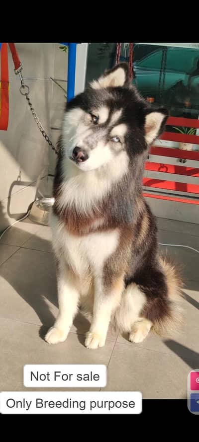 padigree Siberian Husky Male | wolly coat | Husky dog