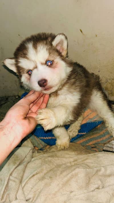 Siberian husky wooly coat pup