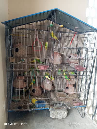 Budgies Parrot with Cage Sale