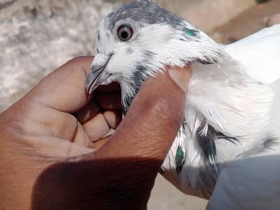 four pice pigon for sale