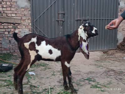 Goat | Bkra | Betal Goat | Nagra Goat | Rajnpuri Goat | بکرا | Goat