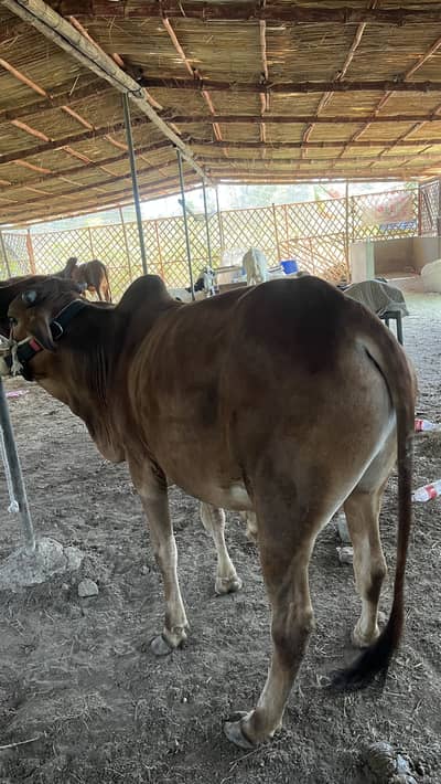 AA CATTLE FARM SELLING QURBANI JANWAR