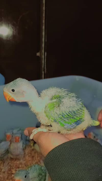 pahari Alexander chicks