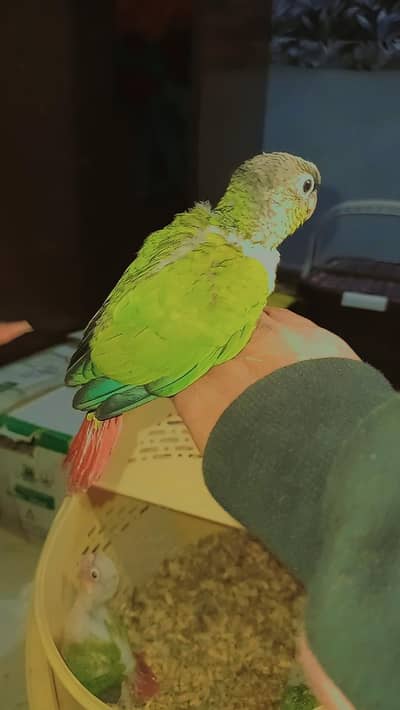 conure pineapple chicks