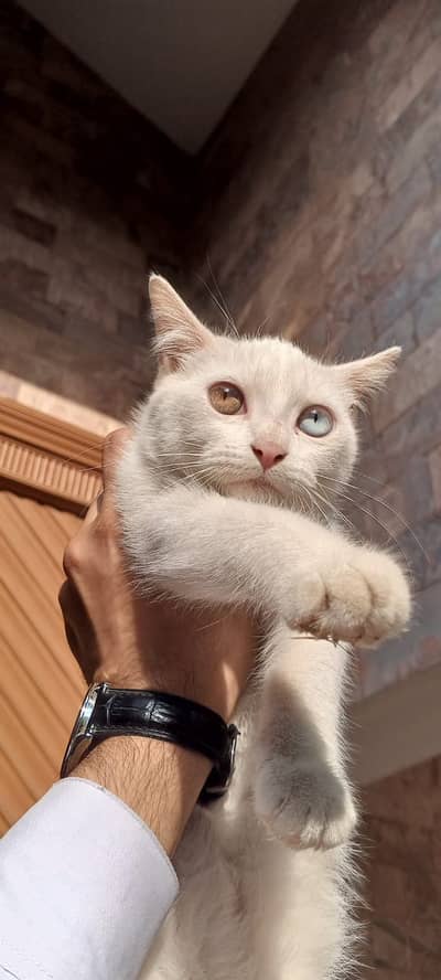 cates male white collur eyes 2 collur