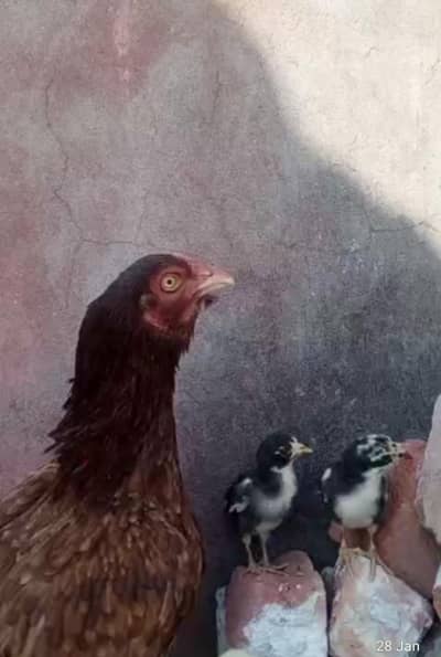 wali seal pure Mianwali ke bacche