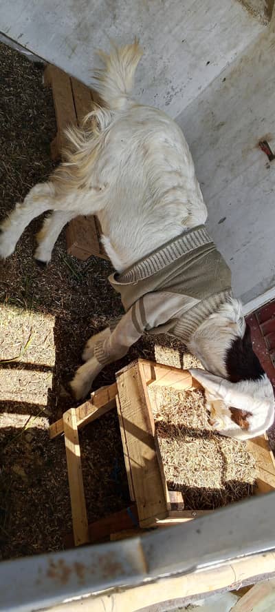 Gulabi path 6 months age