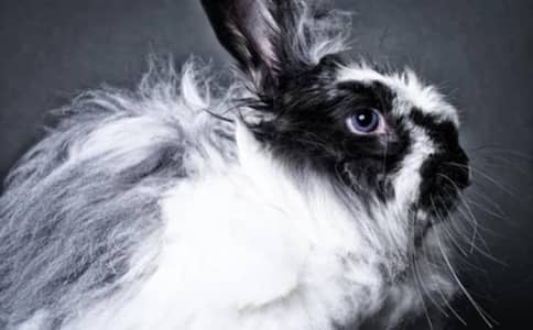 Angora