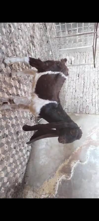 sindhi kamori bacha age 4.5 se 5month