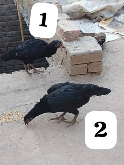 پانچ ہزار پیور اصیل دو مرغیاں فور سیل