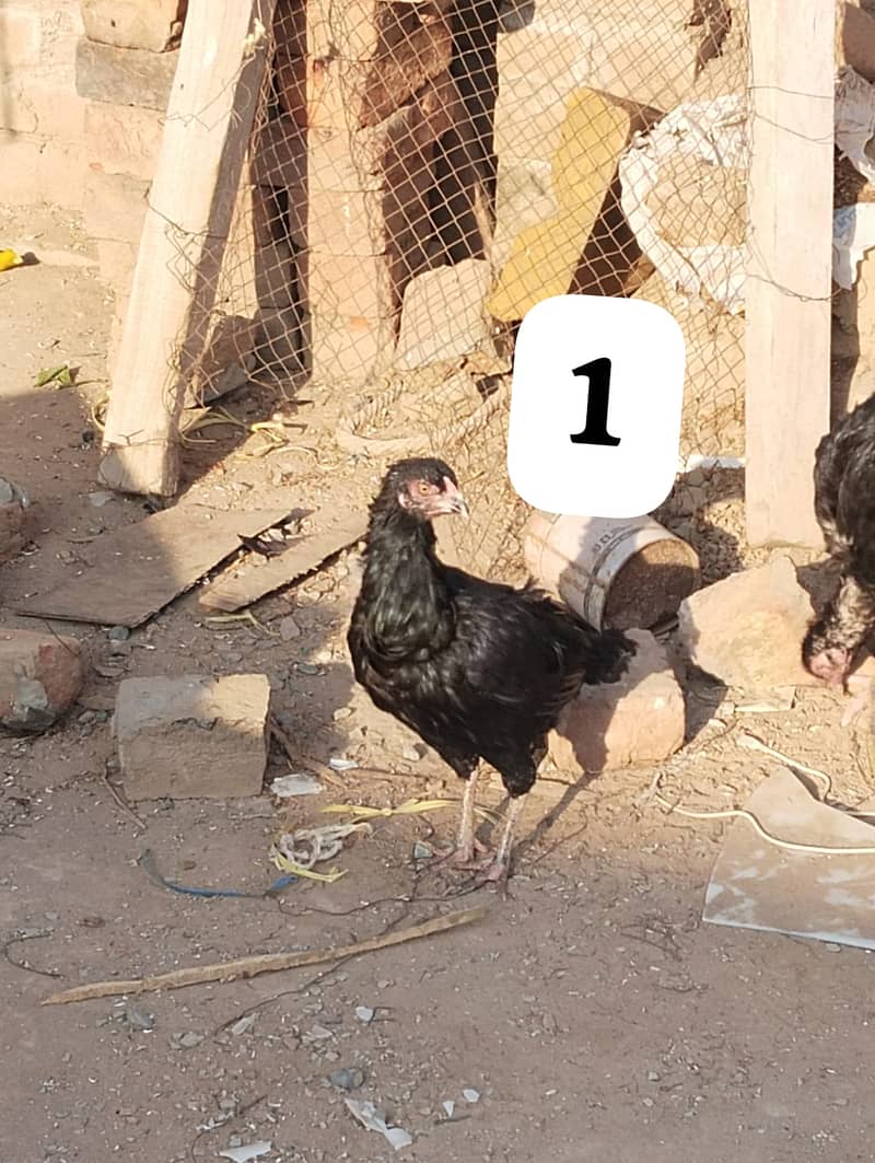 پانچ ہزار پیور اصیل دو مرغیاں فور سیل 1