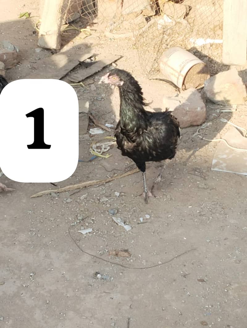 پانچ ہزار پیور اصیل دو مرغیاں فور سیل 2